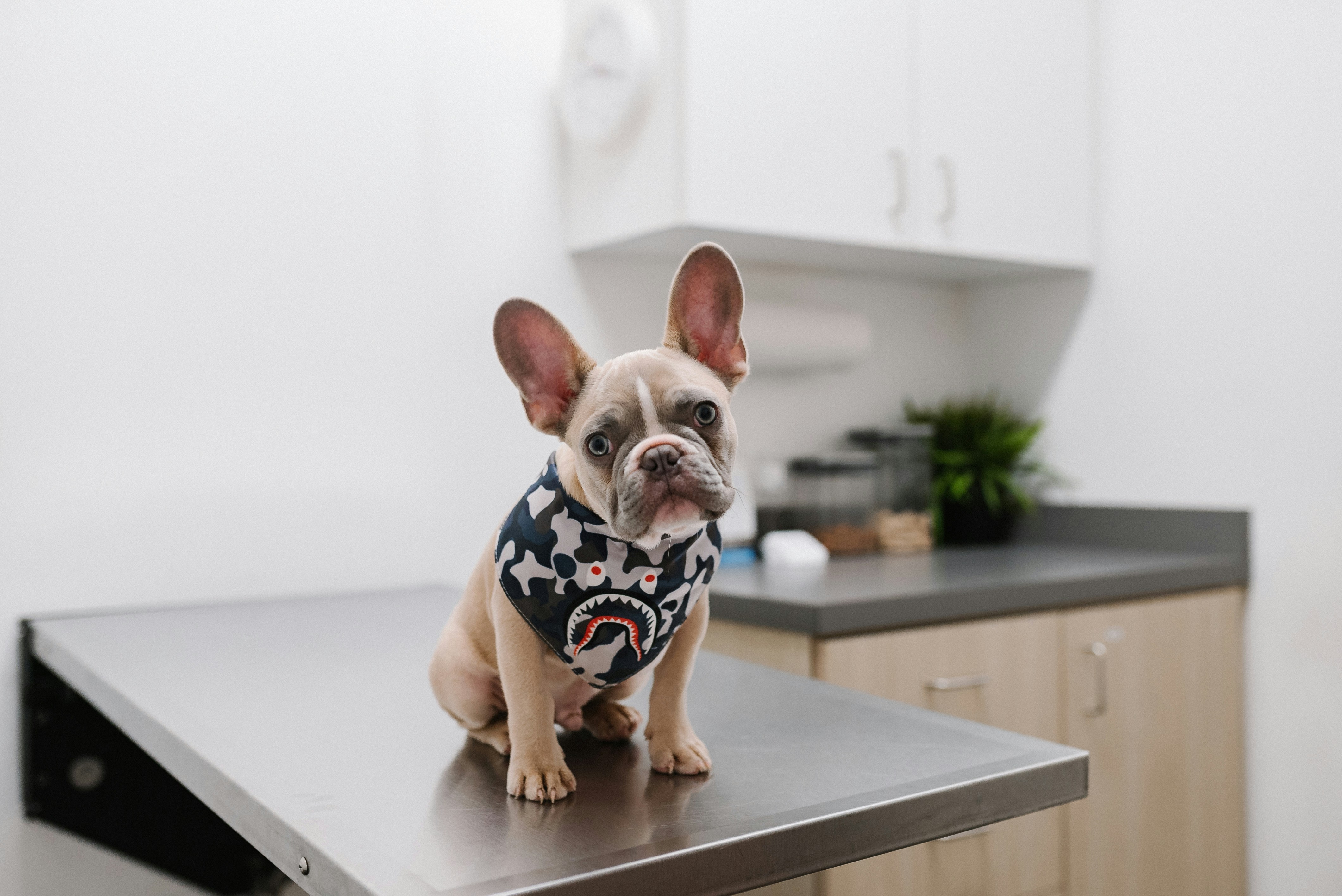 French Bulldog puppy at veterinary clinic